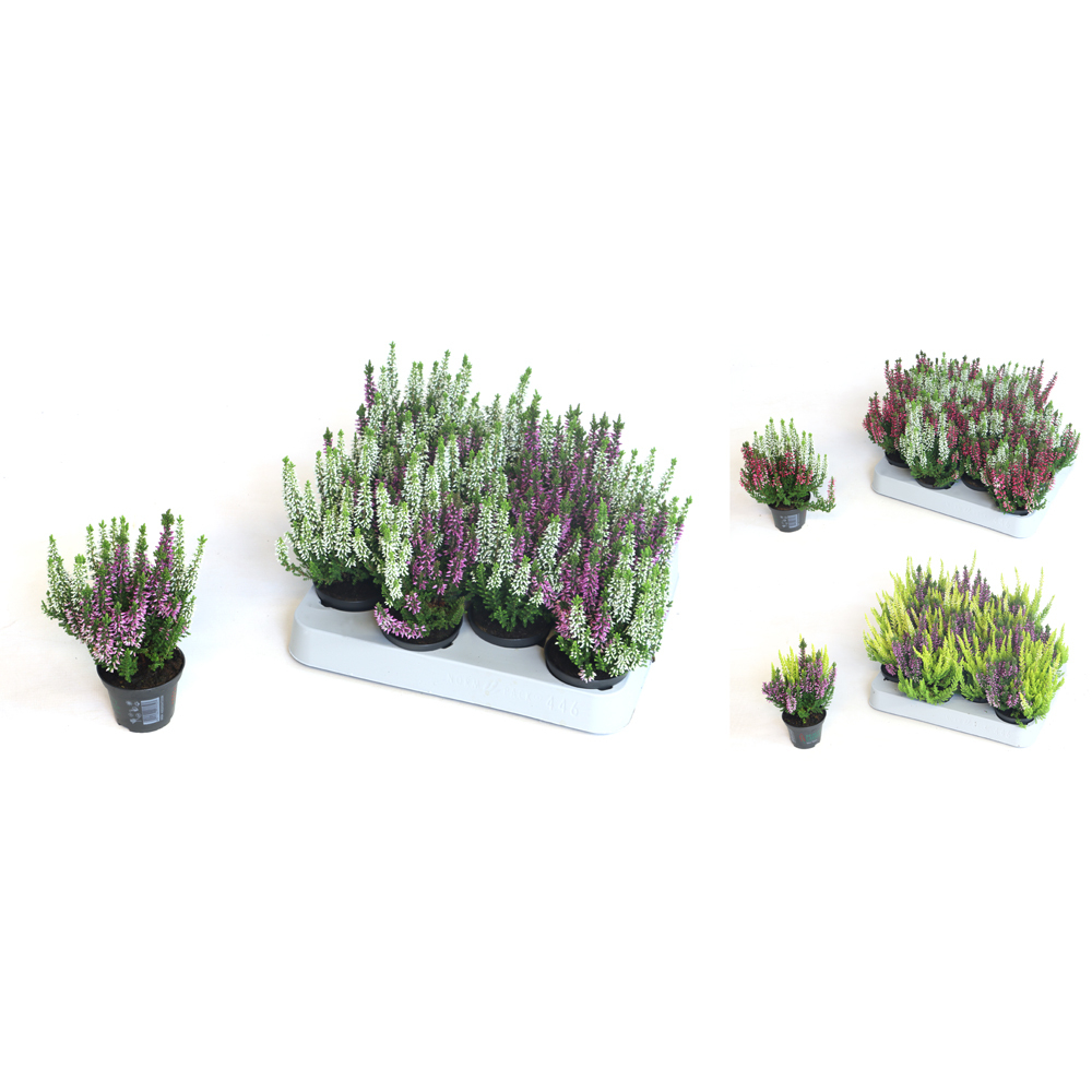 Calluna vulgaris beauty ladies sisters/twin