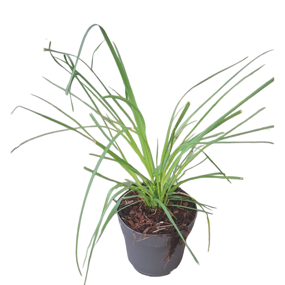 Cortaderia selloana rosa feder