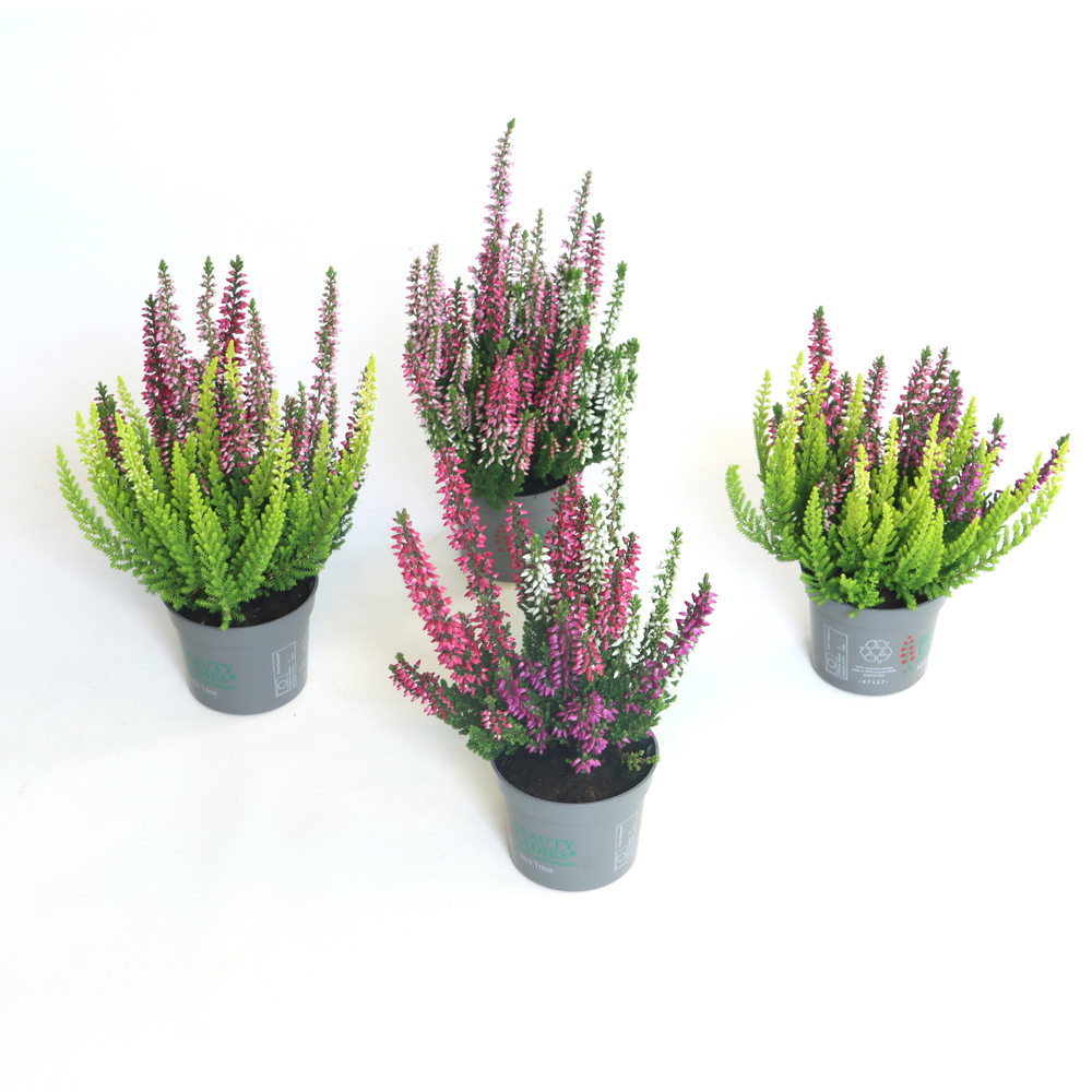 Calluna vulgaris beauty ladies trio