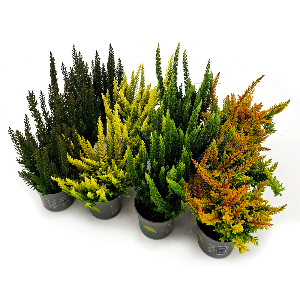 Calluna vulgaris beauty ladies skyline