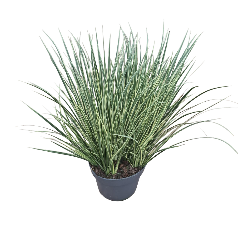 Acorus gramineus argenteostriatus