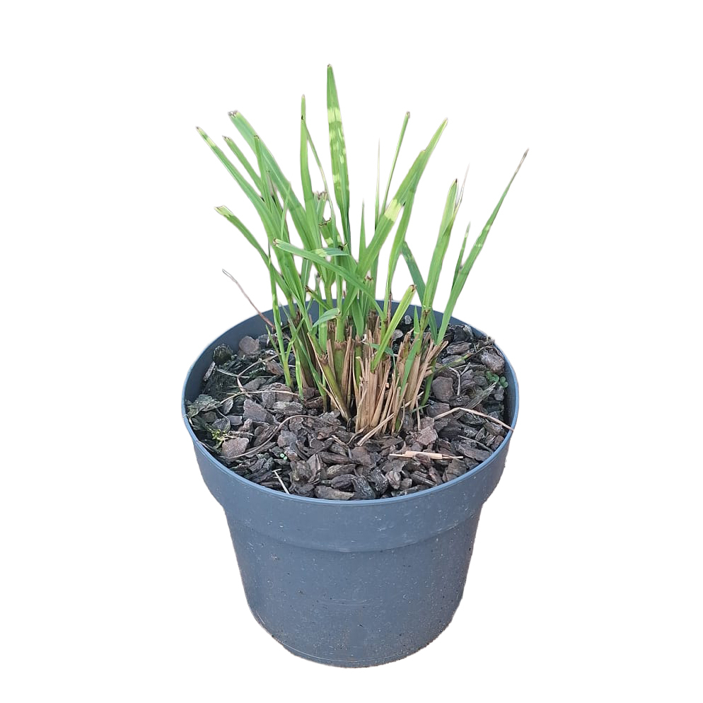 Miscanthus sinensis gold breeze