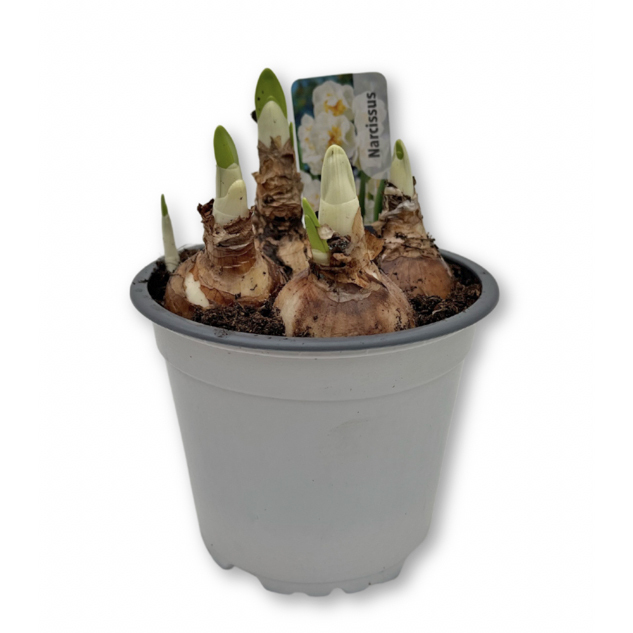 Narcissus bridal crown