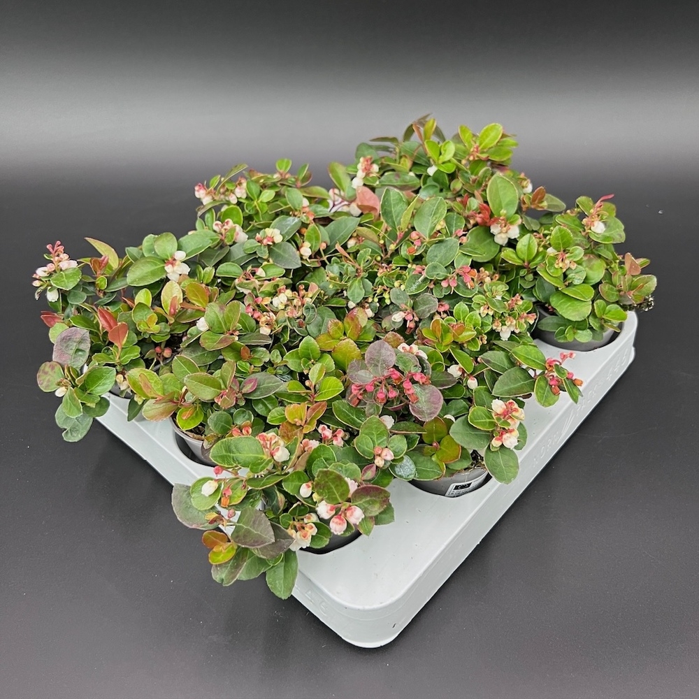 Gaultheria procumbens dots