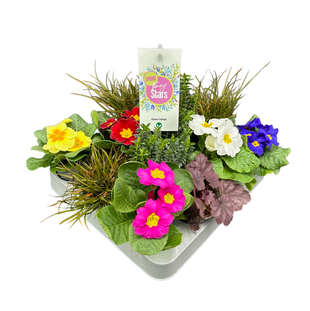 Frühlings mix tiny stars