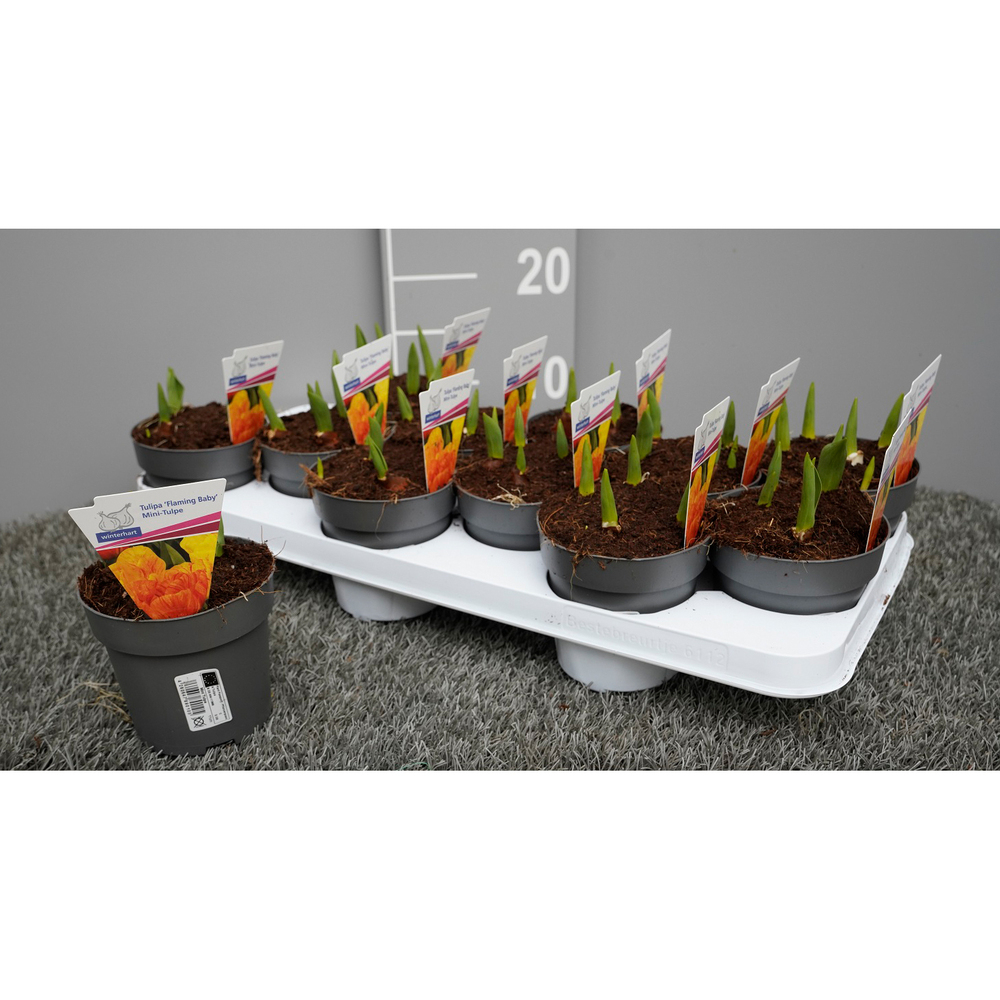 Tulipa mini flaming baby