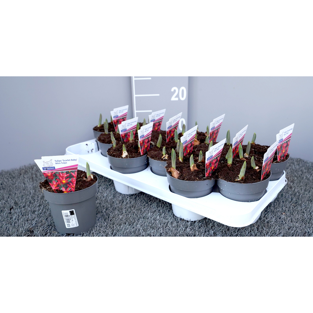 Tulipa mini scarlet baby