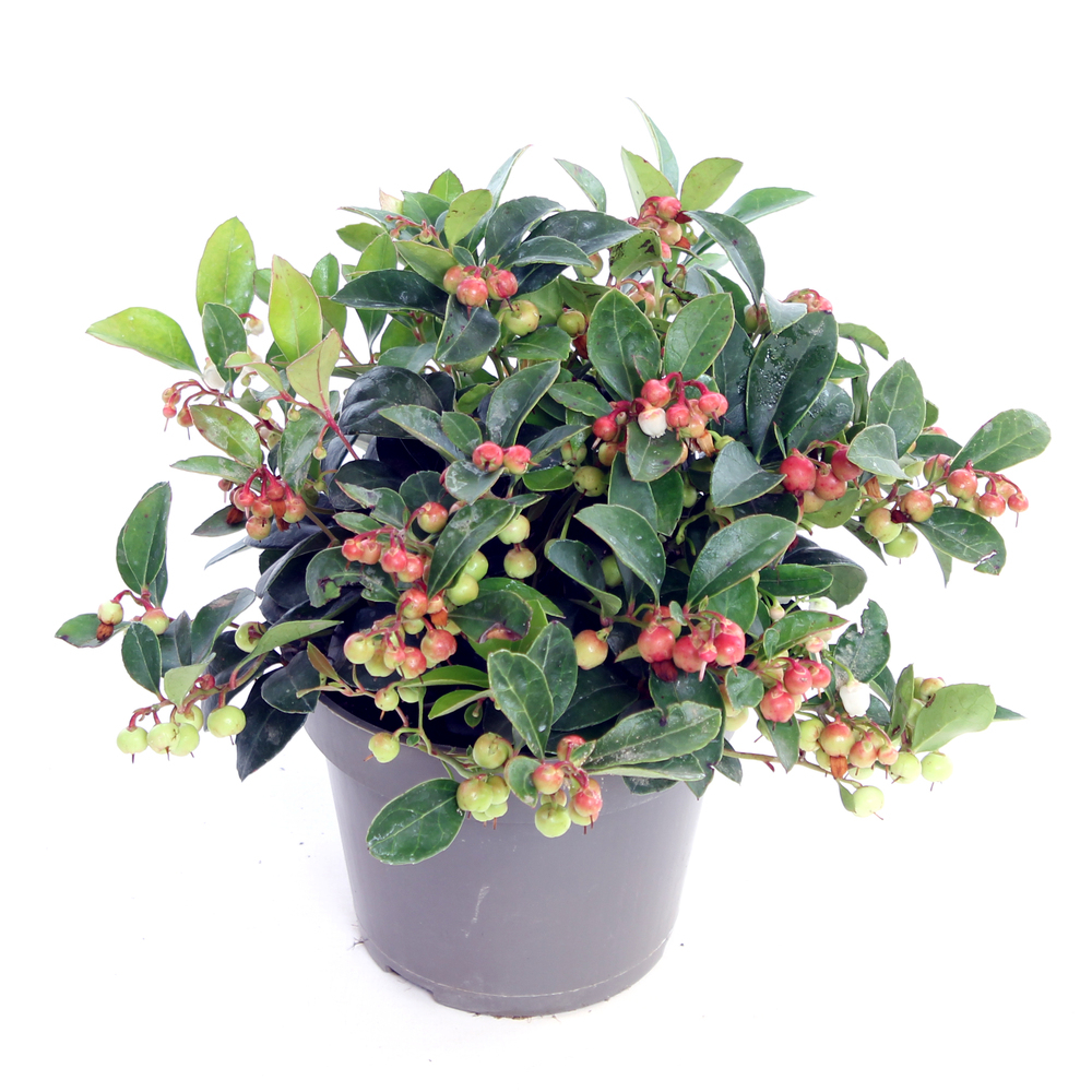 Gaultheria procumbens