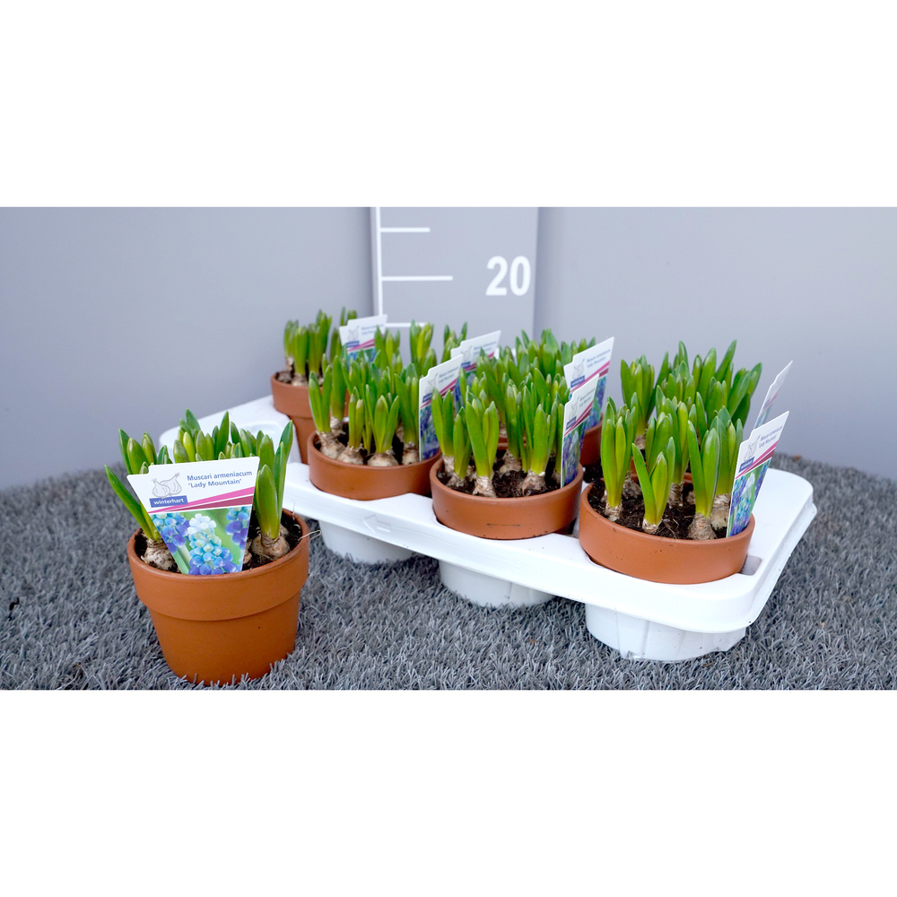 Muscari armeniacum mountain lady