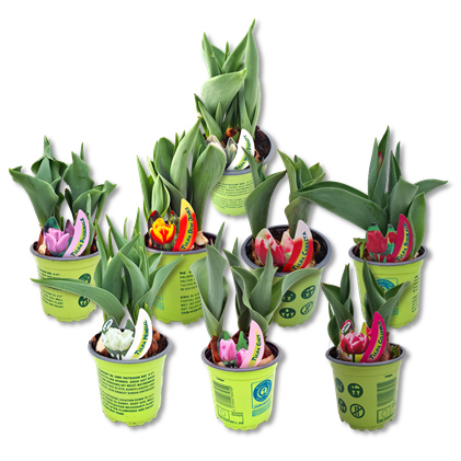Tulipa hybride