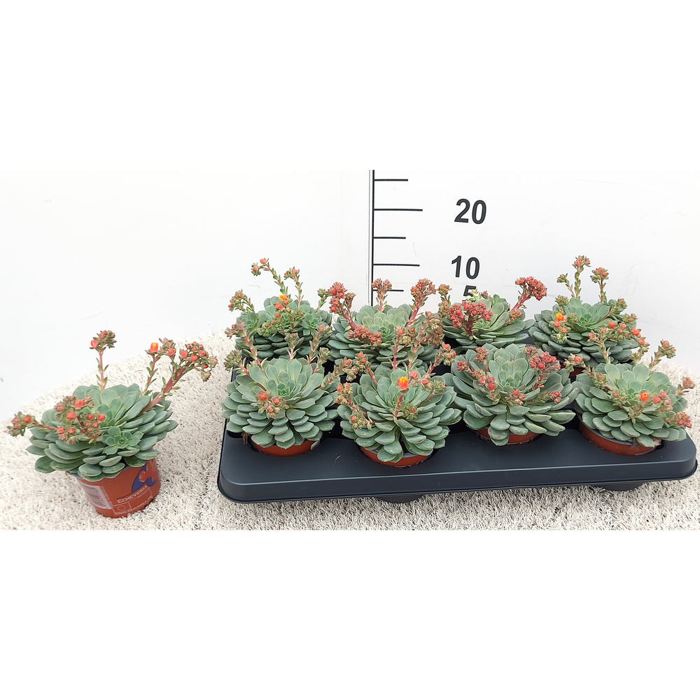 Echeveria dondo