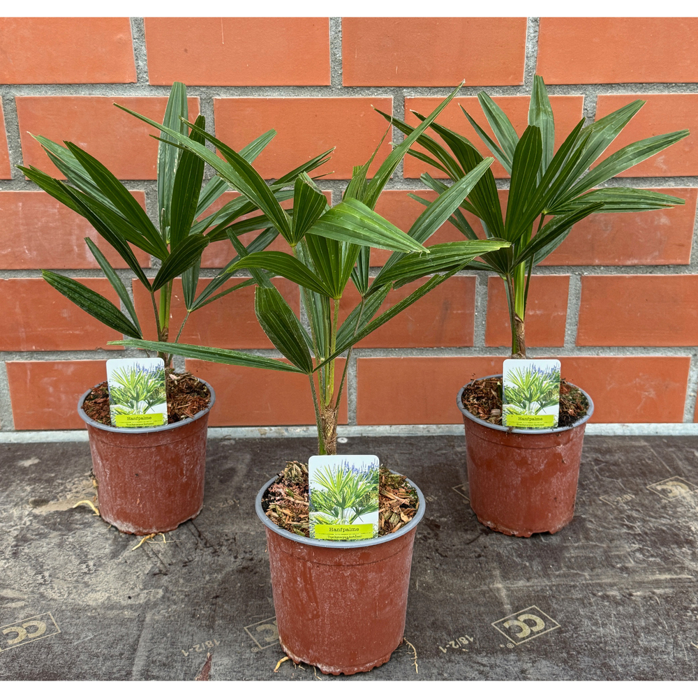 Trachycarpus fortunei