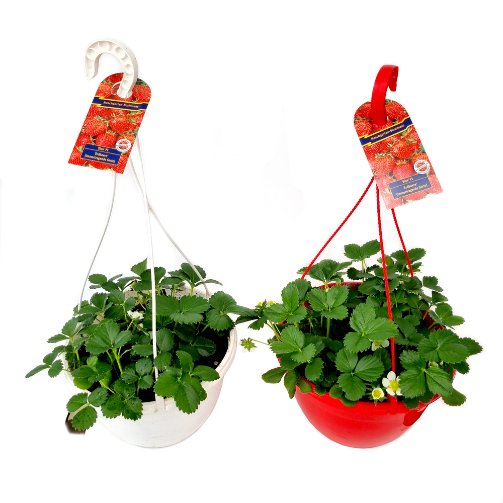 Fragaria ananassa elan f1