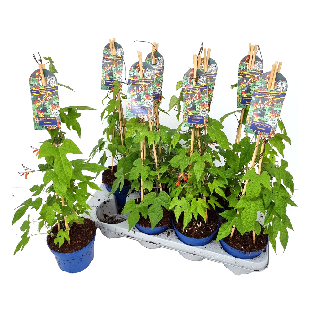 Quamoclit lobata mina lobata