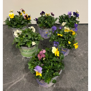 Viola cornuta ice babies