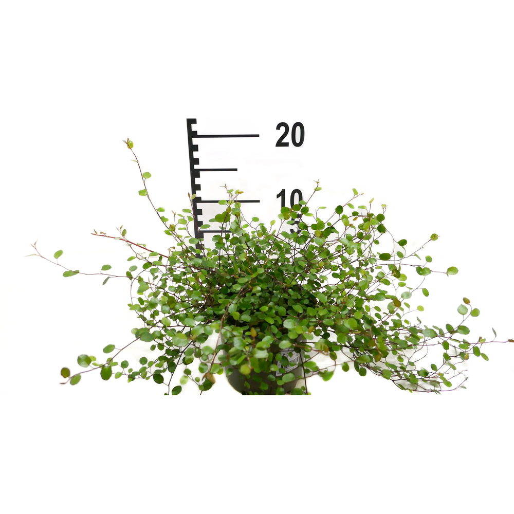 muehlenbeckia complexa