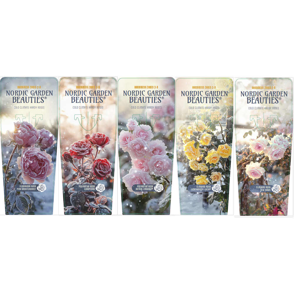 Rosa nordic garden beauties