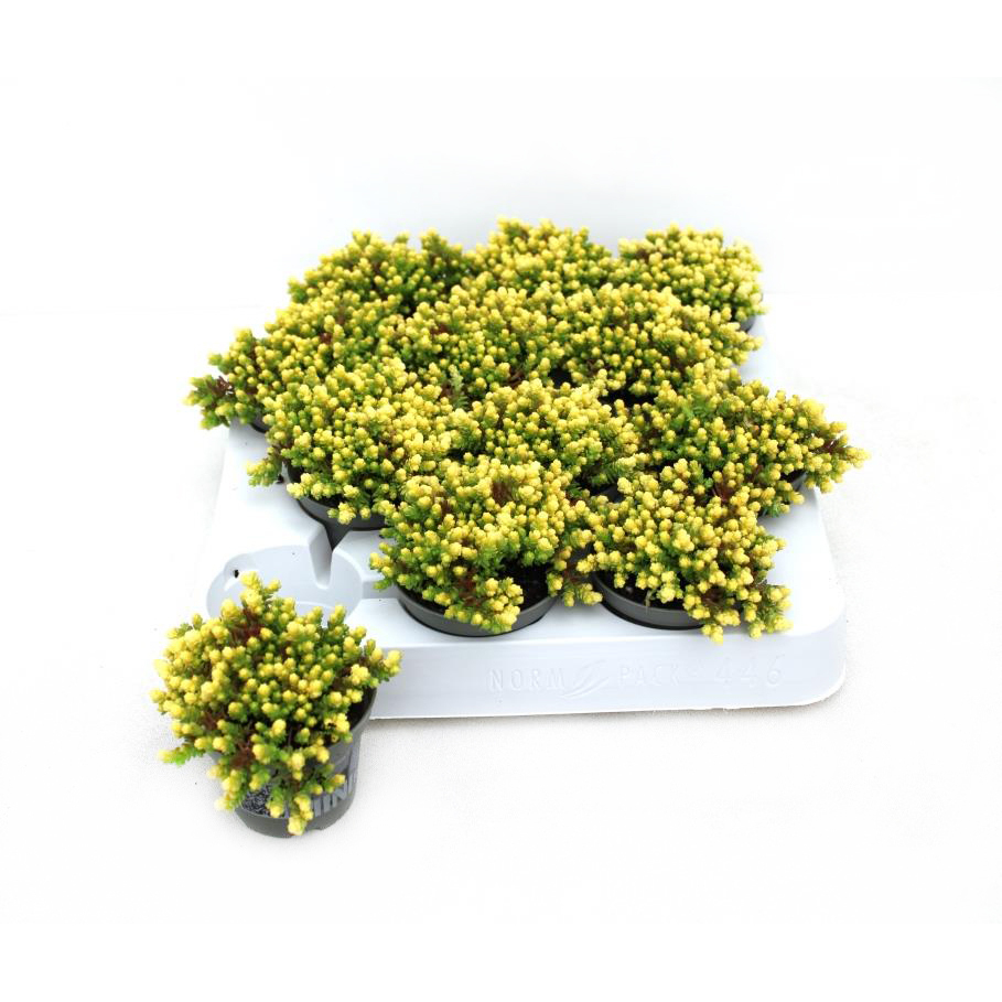 sedum acre