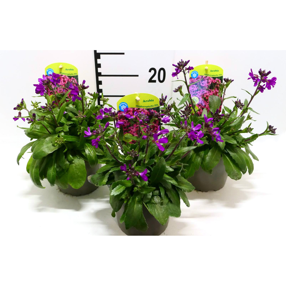 Arabis blepharophylla