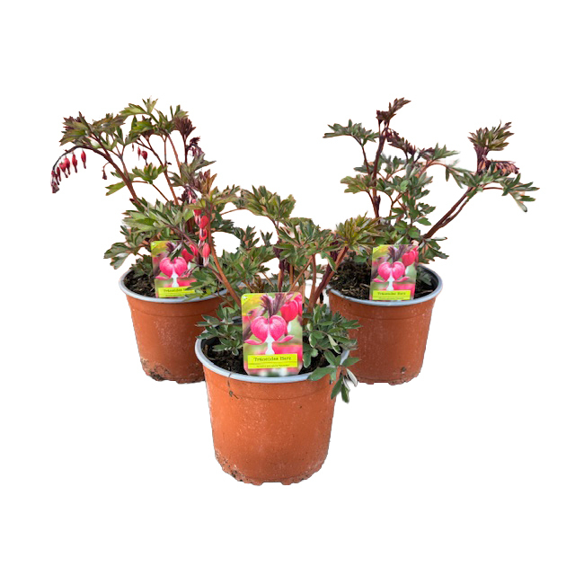 Dicentra spectabilis valentine