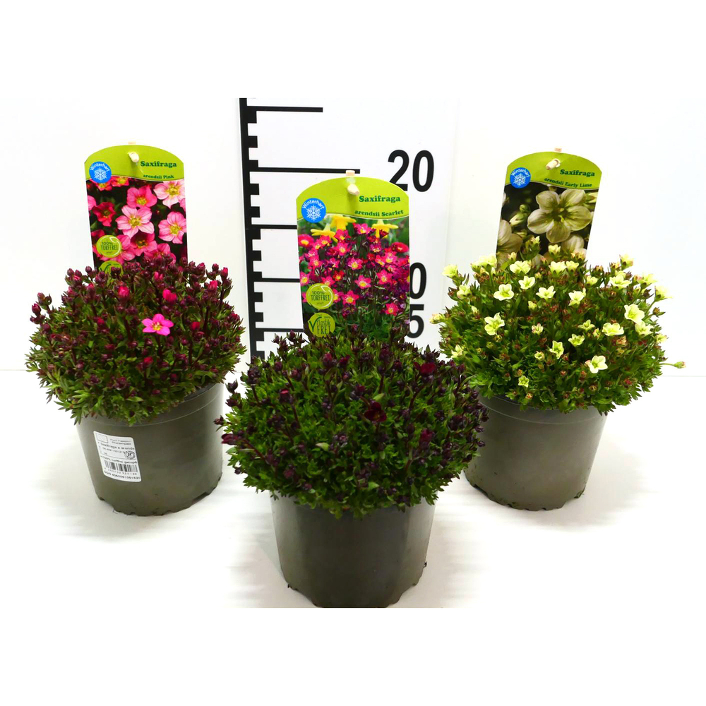 Saxifraga arendsii alpino