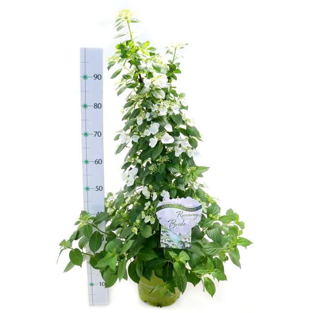 Hydrangea macrophylla runaway bride