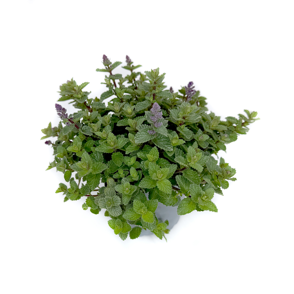 Nepeta purrisan blue