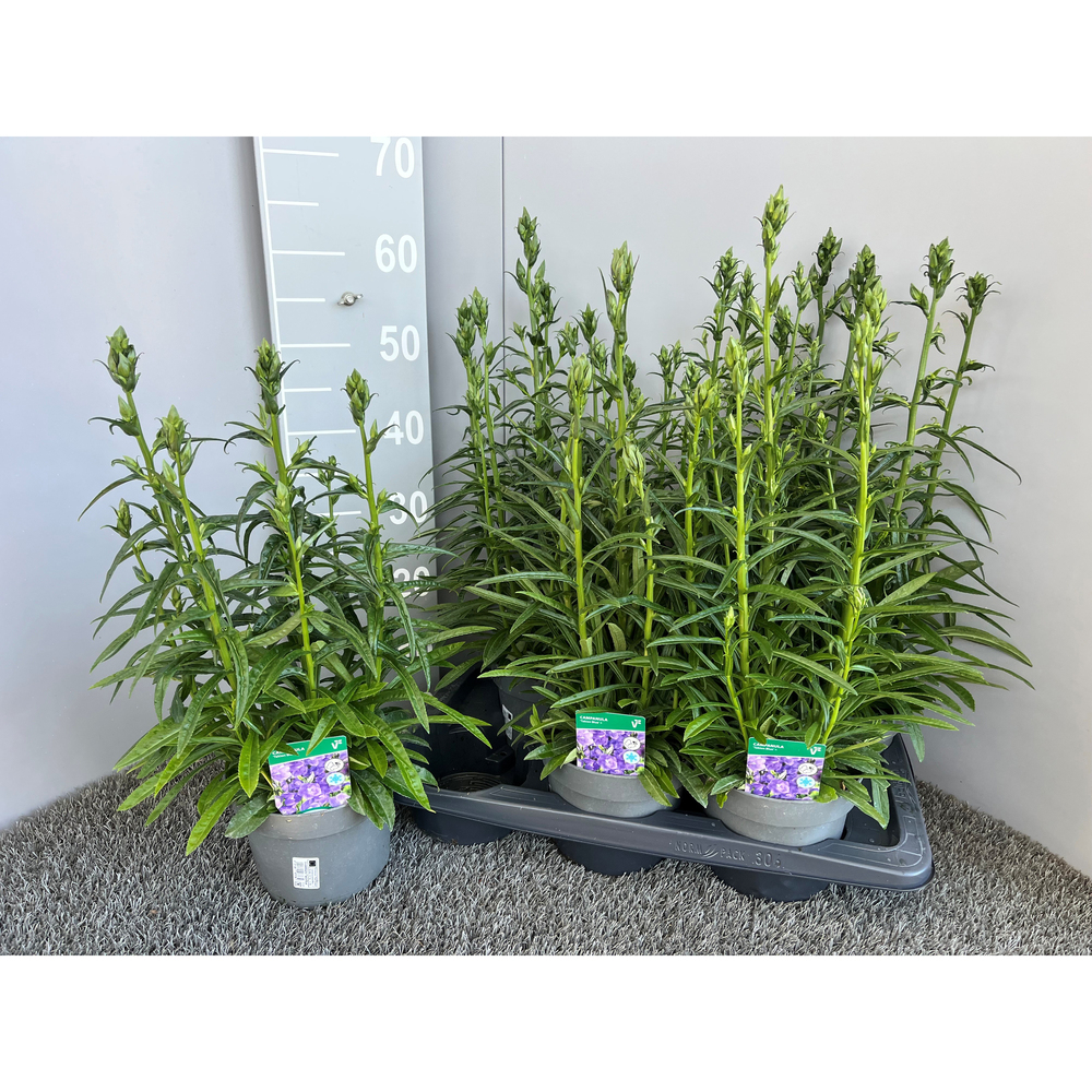 campanula persicifolia takion blue