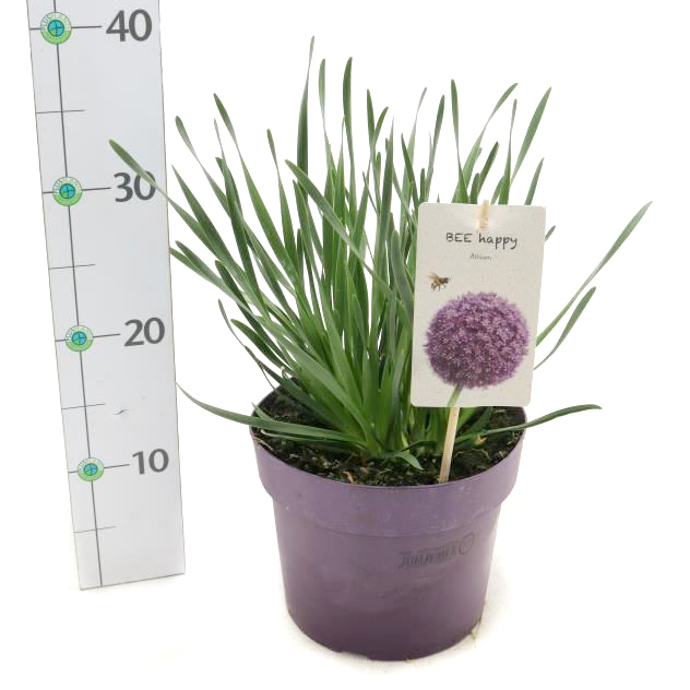 allium senescens millenium