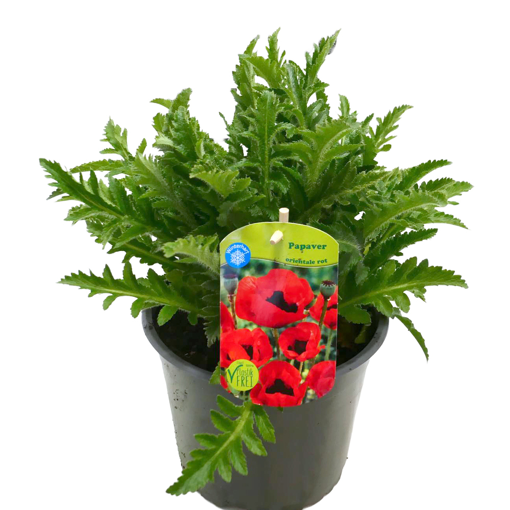 Papaver orientale brilliant