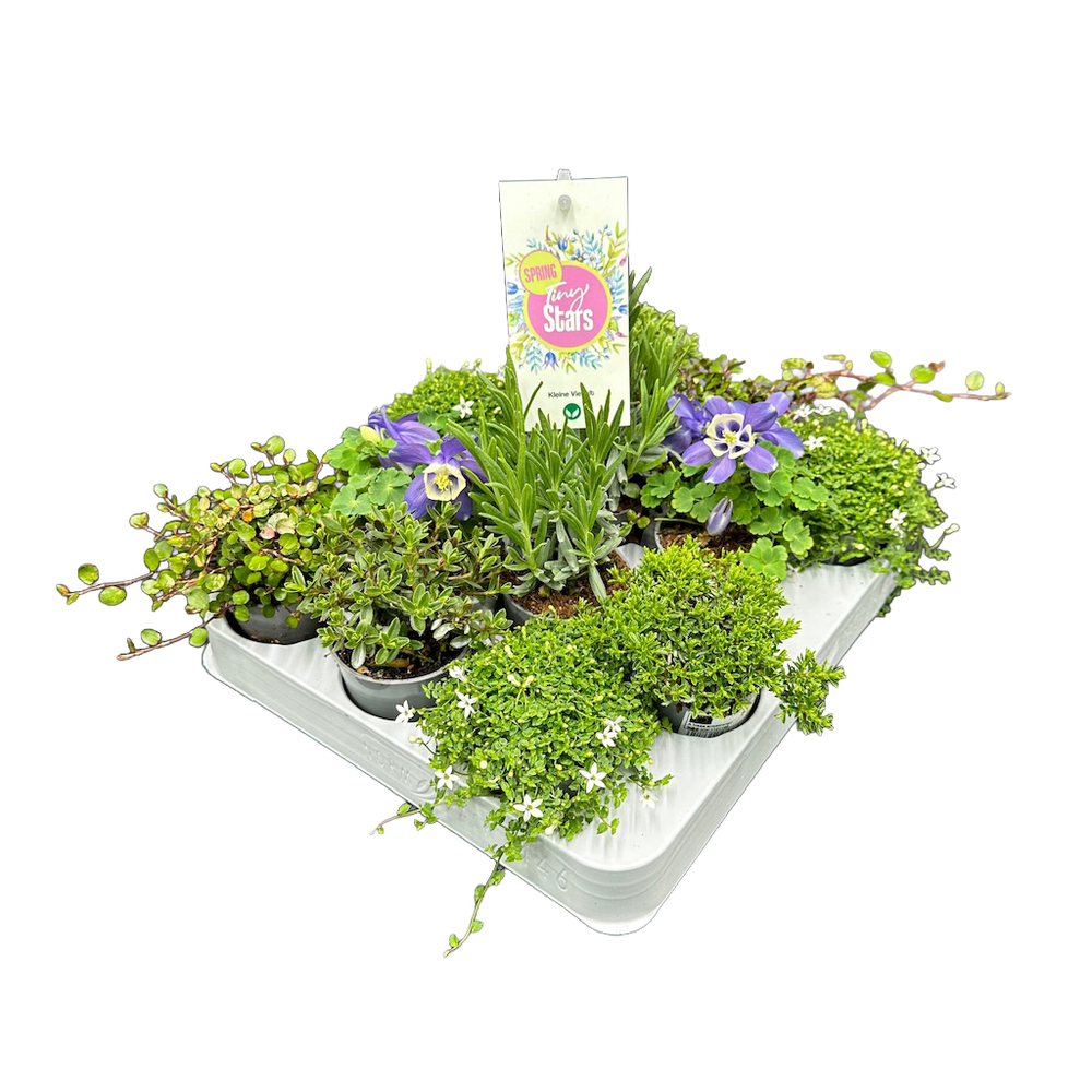 Frühlings mix tiny stars