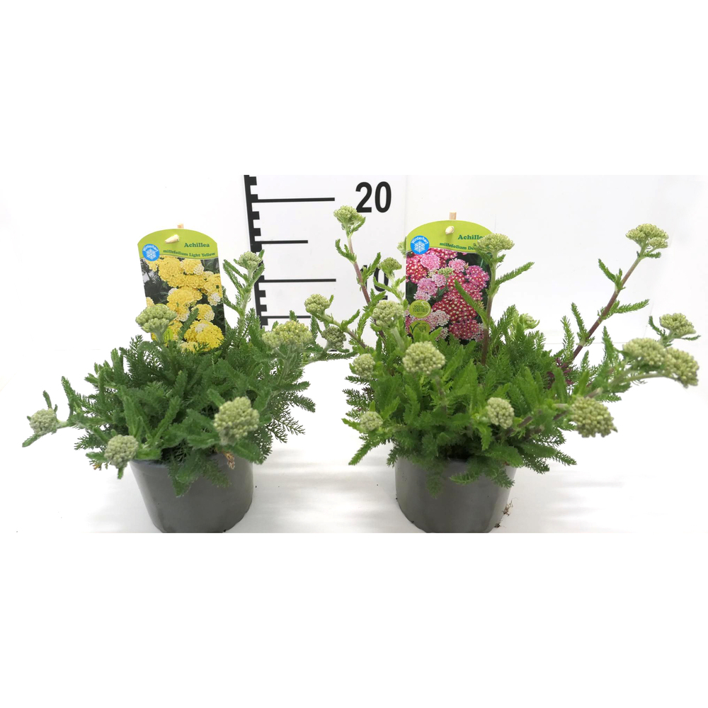 Achillea millefolium