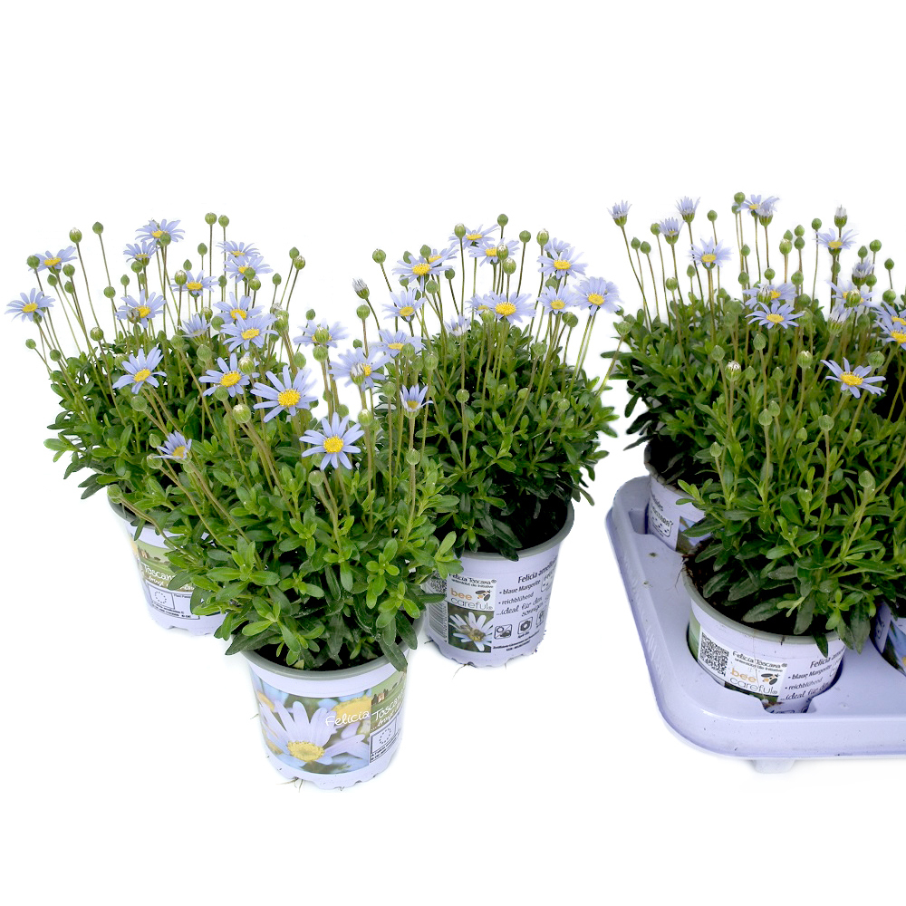 Felicia amelloides felicitara blue