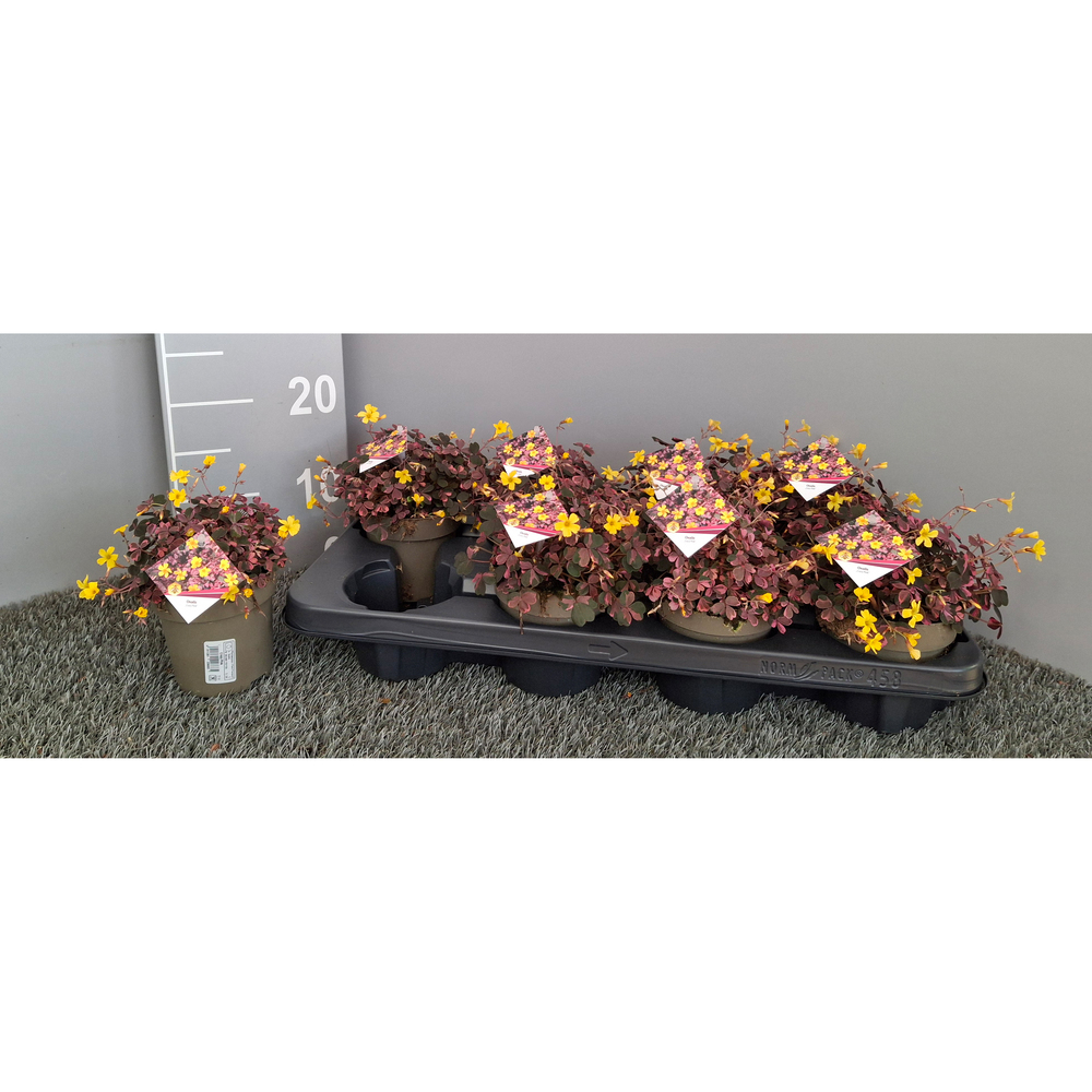 Oxalis vucanicola crazy pink