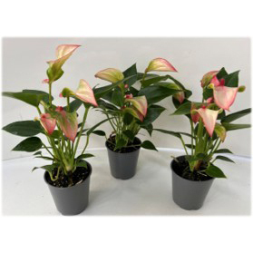Anthurium andreanum matata