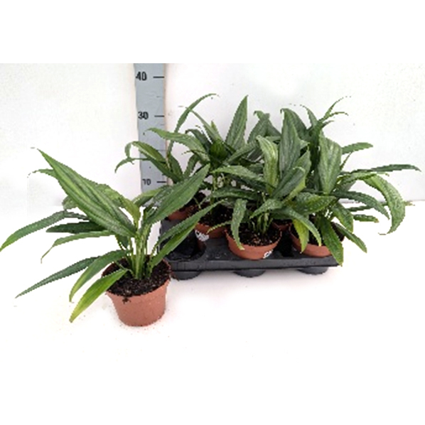 Epipremnum amplissimum silver