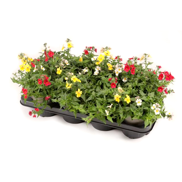 Nemesia sunsatia trio mio