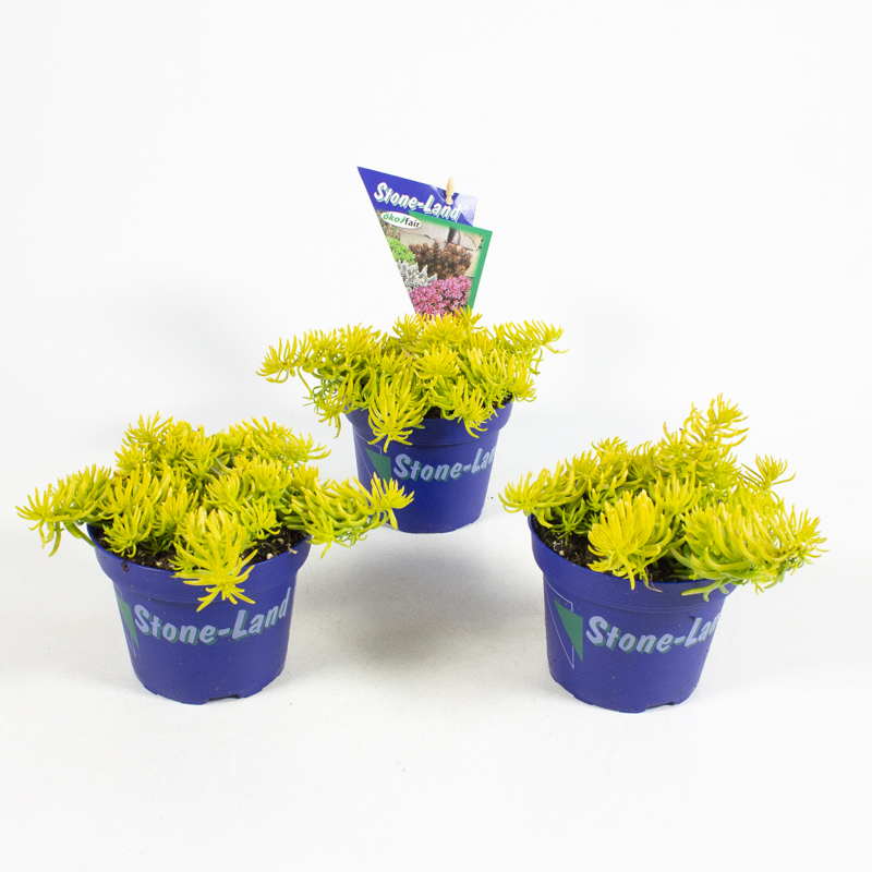 Sedum reflexum angelina