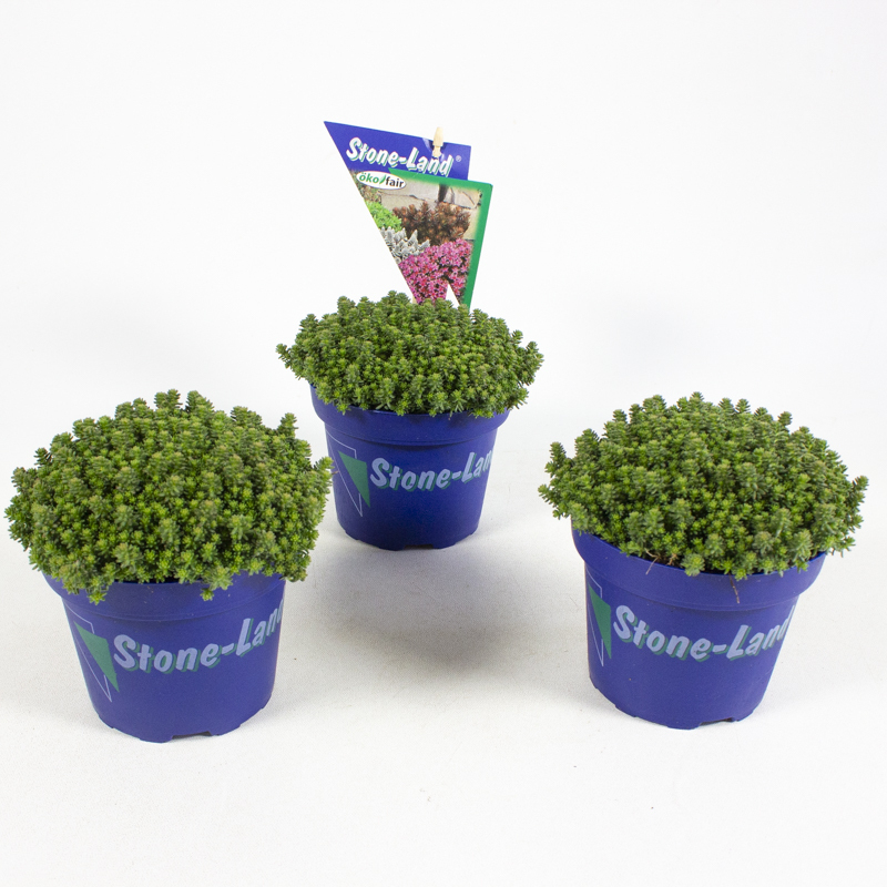 Sedum sexangulare