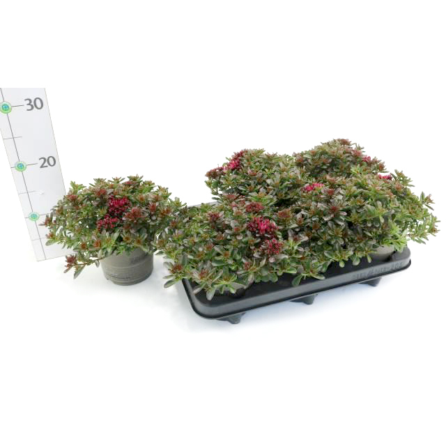 Sedum spurium spot on deep red