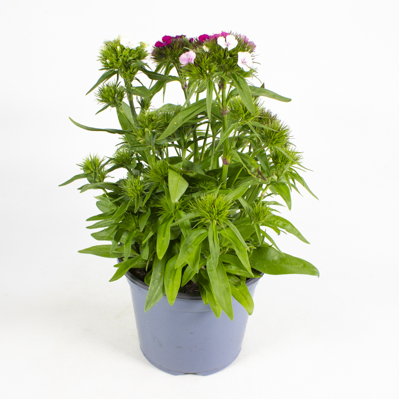 Dianthus barbarthus dart