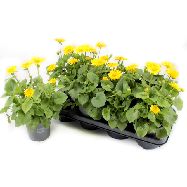 Doronicum orientale leonardo