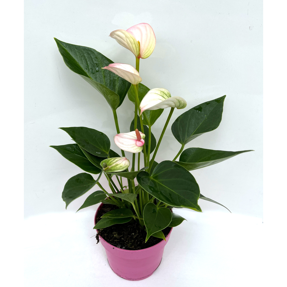Anthurium andreanum pink mini