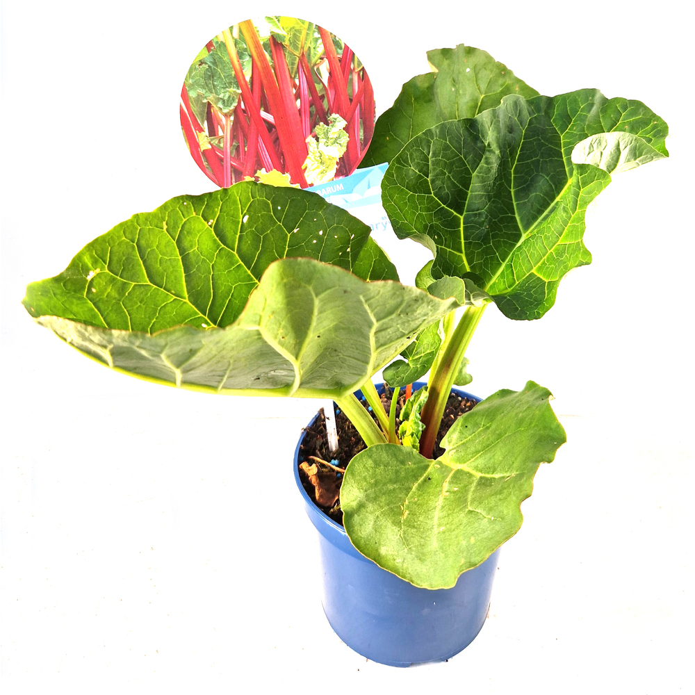 Rheum rhabarbarum sanvitos summer