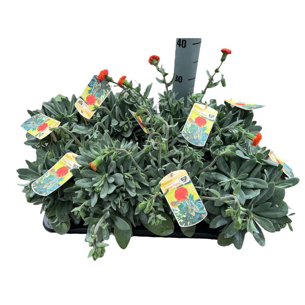 Senecio cephalophorus orange flame