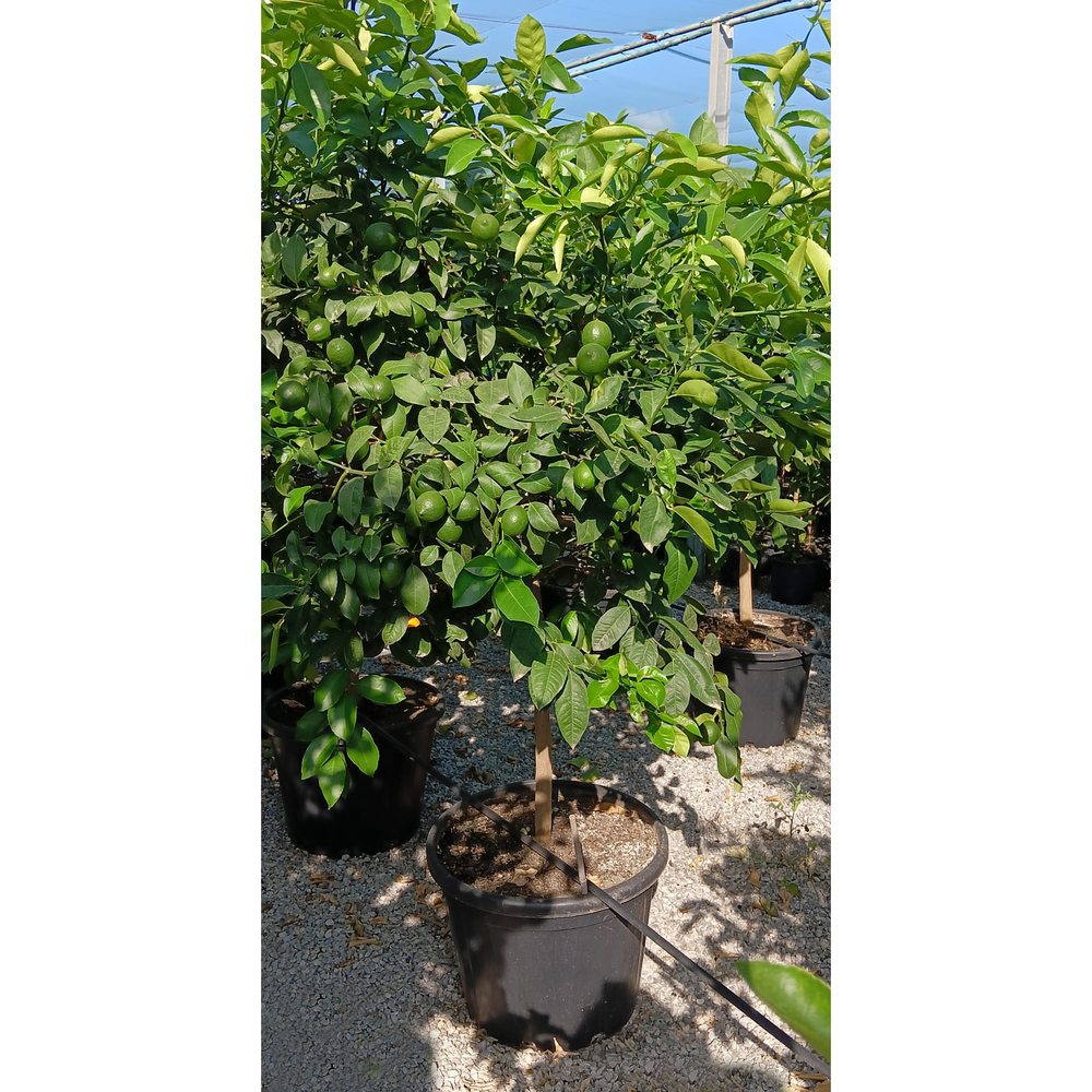 Citrus limon (zitrone) meyer