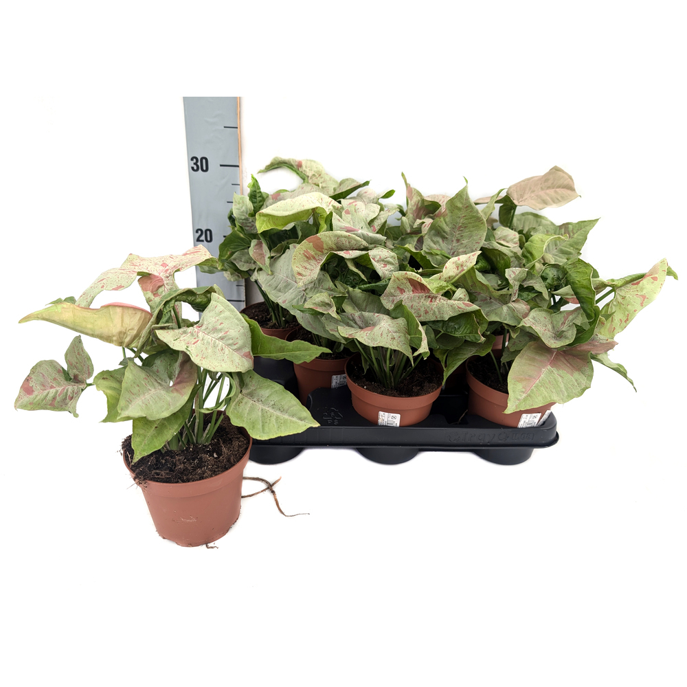 Syngonium milk confetti