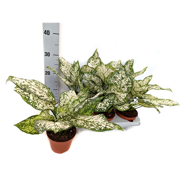 Aglaonema white diamond