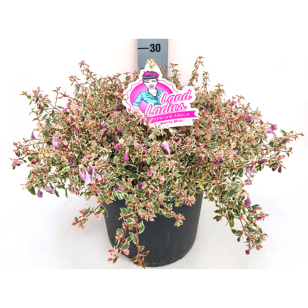 Abelia grandiflora swirly bells