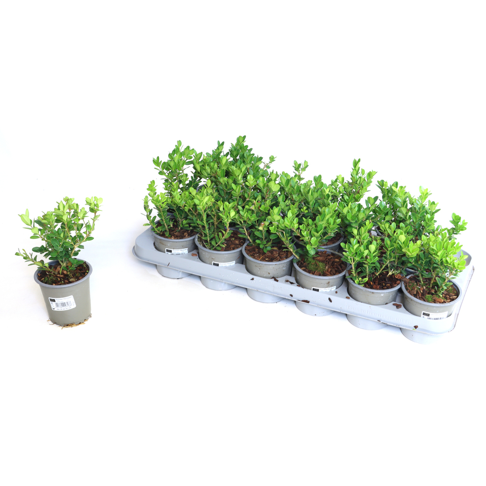 buxus microphylla